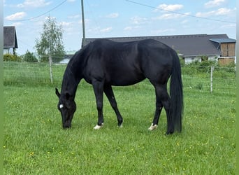 Hanovrien, Jument, 9 Ans, 168 cm, Noir