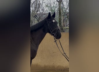 Hanovrien, Jument, 9 Ans, 168 cm, Noir