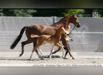 Hanovrien, Jument, 9 Ans, 169 cm, Alezan brûlé