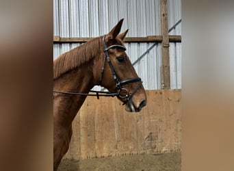 Hanovrien, Jument, 9 Ans, 169 cm, Alezan