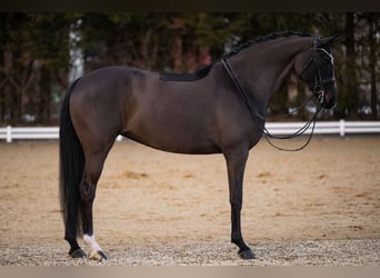 Hanovrien, Jument, 9 Ans, 169 cm, Bai brun foncé