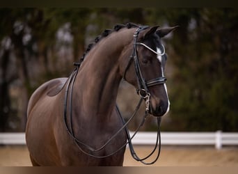 Hanovrien, Jument, 9 Ans, 169 cm, Bai brun foncé