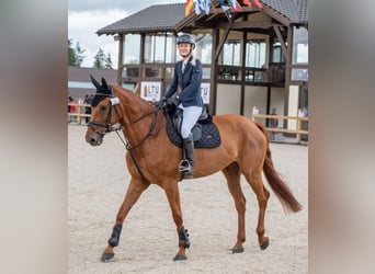 Hanovrien, Jument, 9 Ans, 170 cm, Alezan