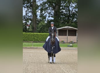 Hanovrien, Jument, 9 Ans, 170 cm, Noir