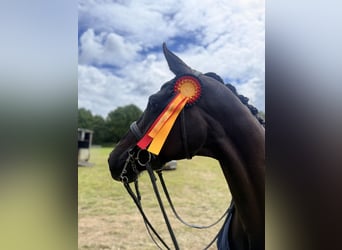 Hanovrien, Jument, 9 Ans, 170 cm, Noir