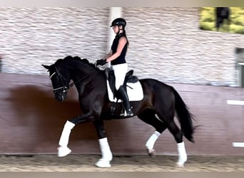 Hanovrien, Jument, 9 Ans, 170 cm, Noir