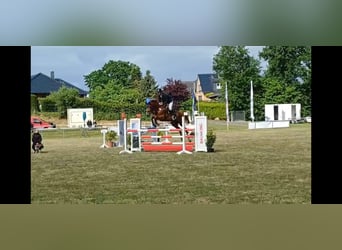 Hanovrien, Jument, 9 Ans, 172 cm, Alezan