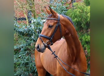 Hanovrien, Jument, 9 Ans, 172 cm, Bai