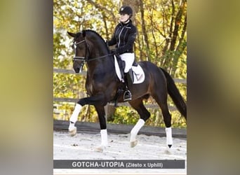 Hanovrien, Jument, 9 Ans, 172 cm, Gris