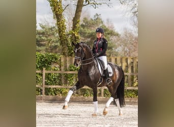 Hanovrien, Jument, 9 Ans, 172 cm, Gris