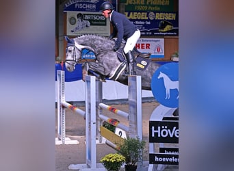 Hanovrien, Jument, 9 Ans, 172 cm, Gris