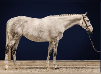 Hanovrien, Jument, 9 Ans, 172 cm, Gris