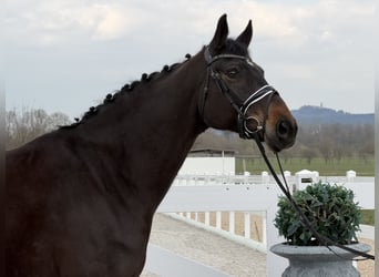 Hanovrien, Jument, 9 Ans, 173 cm, Bai brun