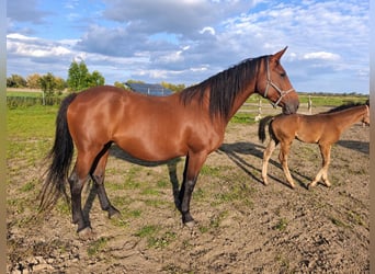 Hanovrien, Jument, 9 Ans, 173 cm, Bai