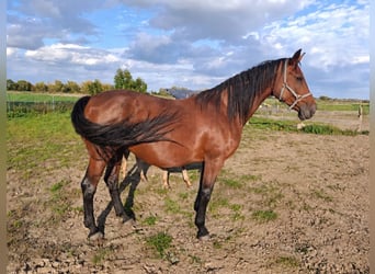 Hanovrien, Jument, 9 Ans, 173 cm, Bai
