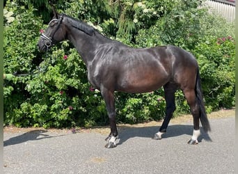 Hanovrien, Jument, 9 Ans, 173 cm, Noir
