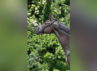 Hanovrien, Jument, 9 Ans, 173 cm, Noir