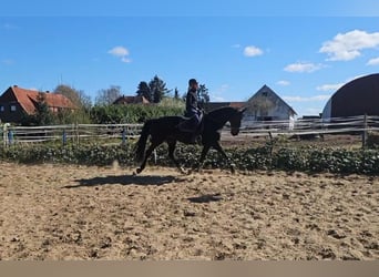 Hanovrien, Jument, 9 Ans, 175 cm, Bai brun foncé