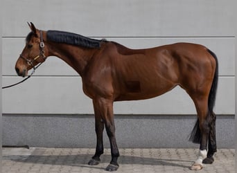 Hanovrien, Jument, 9 Ans, 175 cm, Bai