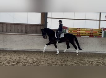 Hanovrien, Jument, 9 Ans, 176 cm, Bai brun