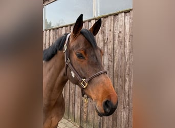 Hanovrien, Jument, 9 Ans, 176 cm, Bai