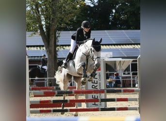 Hanovrien, Jument, 9 Ans, 176 cm, Gris