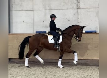 Hanovrien, Jument, 9 Ans, 178 cm, Bai