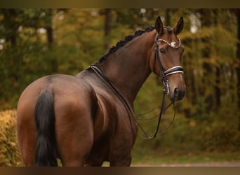 Hanovrien, Jument, 9 Ans, 179 cm, Bai
