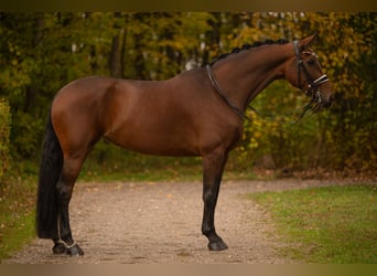 Hanovrien, Jument, 9 Ans, 179 cm, Bai