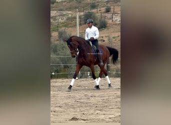 Hanovrien, Jument, 9 Ans, 180 cm, Bai