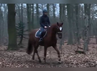 Hanovrien, Jument, 9 Ans, Alezan