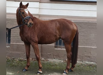 Hanovrien, Jument, 9 Ans, Alezan