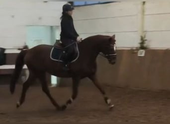 Hanovrien, Jument, 9 Ans, Alezan