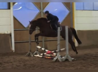 Hanovrien, Jument, 9 Ans, Alezan