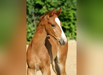 Hanovrien, Jument, , 168 cm, Alezan