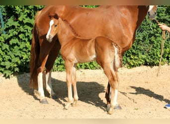 Hanovrien, Jument, , 168 cm, Alezan