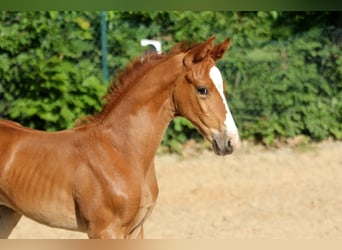 Hanovrien, Jument, , 168 cm, Alezan