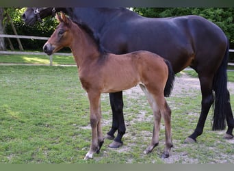 Hanovrien, Jument, Poulain (04/2026), 168 cm, Bai brun