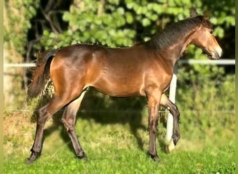 Hanovrien, Jument, Poulain (04/2026), 168 cm, Bai brun