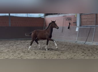 Hanovrien, Jument, Poulain (04/2025), 168 cm, Bai