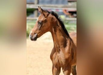 Hanovrien, Jument, Poulain (05/2025), 168 cm, Bai