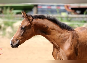 Hanovrien, Jument, Poulain (05/2025), 168 cm, Bai