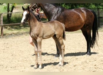 Hanovrien, Jument, , 168 cm, Noir