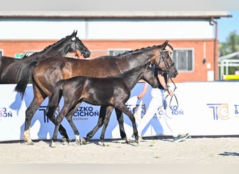 Hanovrien, Jument, Poulain (04/2025), 169 cm, Bai brun