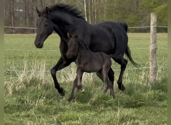 Hanovrien, Jument, , 169 cm, Noir