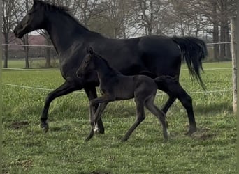 Hanovrien, Jument, , 169 cm, Noir