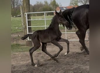 Hanovrien, Jument, , 169 cm, Noir