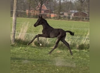 Hanovrien, Jument, , 169 cm, Noir