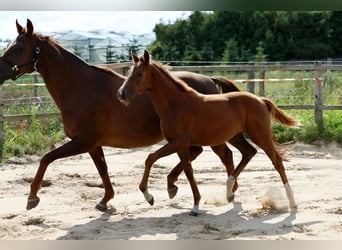 Hanovrien, Jument, Poulain (05/2026), 170 cm, Alezan