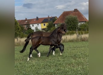 Hanovrien, Jument, Poulain (04/2026), 170 cm, Bai brun